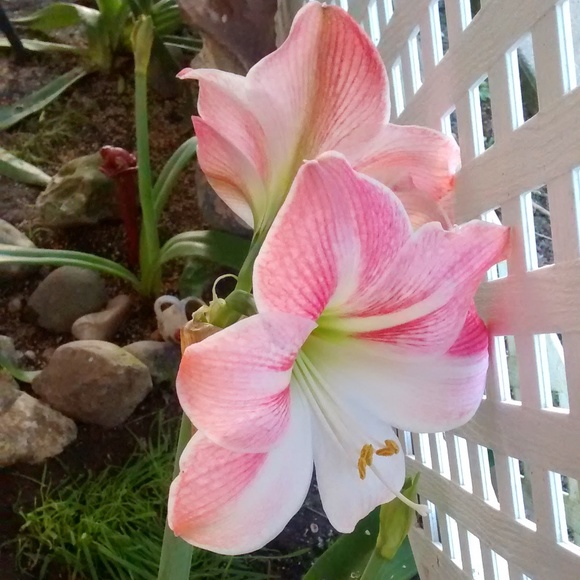 Meet your Posher, Karen - Picture 1 of 1